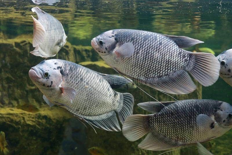Ikan Gurami